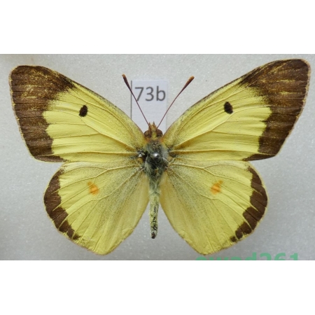 Colias erate (Esper, 1805) male Uzbekistan73b